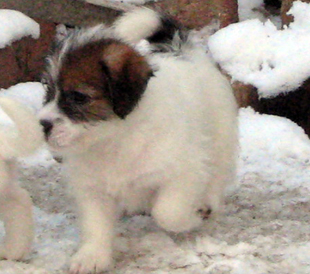 Un cucciolo dell'allevamento Armonia Canina