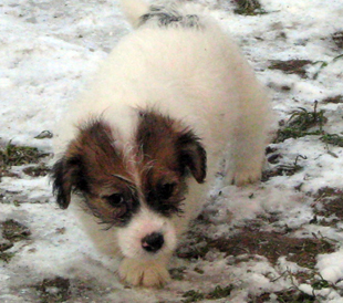 Ein Welpe von Jack Russell Terrier