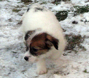 Un cucciolo dell'allevamento Armonia Canina