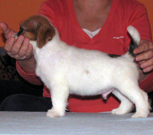 Un cucciolo dell'allevamento Armonia Canina