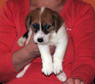 Ein Welpe von Jack Russell Terrier