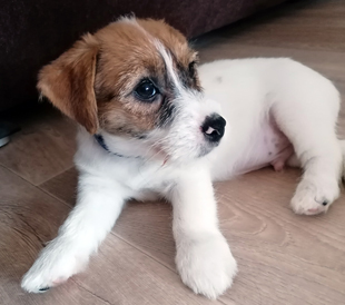 Un cucciolo dell'allevamento Armonia Canina