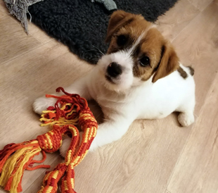 A puppy from the kennel Armonia Canina