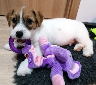 A puppy of Jack Russell Terrier