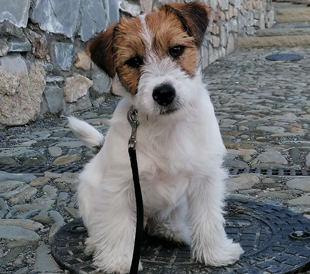 Ein Welpe von Jack Russell Terrier