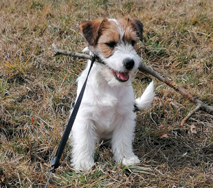 Ein Welpe aus dem Zwinger Armonia Canina