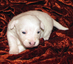 Jack Russell Terrier puppy