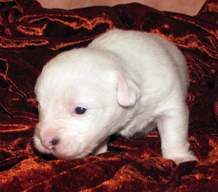 A puppy from the kennel Armonia Canina