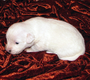 A puppy from the kennel Armonia Canina