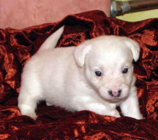 Jack Russell Terrier puppy