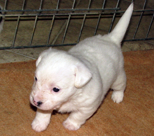 A puppy from the kennel Armonia Canina