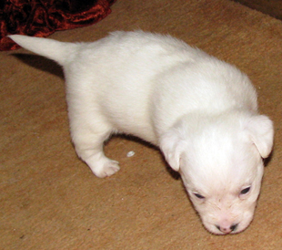 Jack Russell Terrier puppy