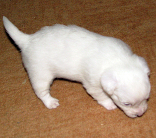 Jack Russell Terrier puppy