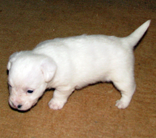 A puppy from the kennel Armonia Canina