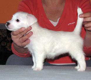 Jack Russell Terrier puppy