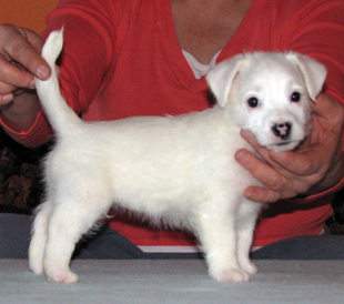 A puppy from the kennel Armonia Canina