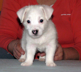 Jack Russell Terrier puppy