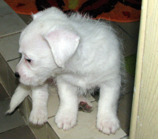 A puppy from the kennel Armonia Canina