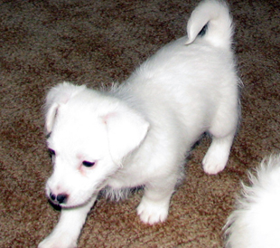 A puppy from the kennel Armonia Canina