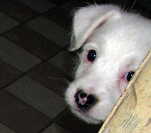 A puppy of Jack Russell Terrier