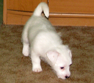 A puppy from the kennel Armonia Canina