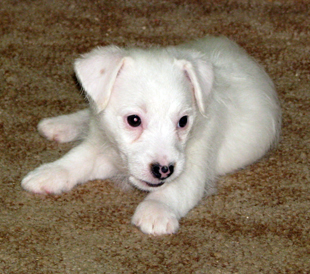 A puppy of Jack Russell Terrier