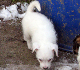 A puppy of Jack Russell Terrier