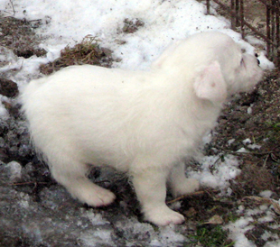 A puppy from the kennel Armonia Canina