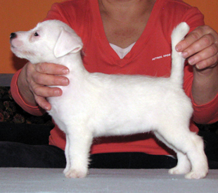 A puppy from the kennel Armonia Canina