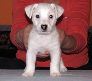 A puppy of Jack Russell Terrier