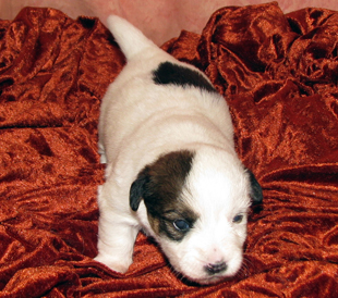 Jack Russell Terrier Welpe