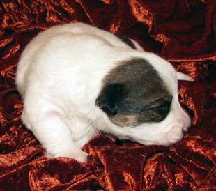 A puppy from the kennel Armonia Canina