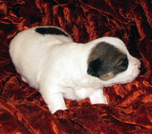 Jack Russell Terrier Welpe