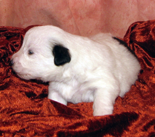 A puppy from the kennel Armonia Canina