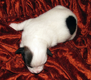 Jack Russell Terrier puppy