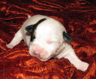 A puppy from the kennel Armonia Canina