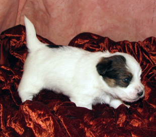 A puppy from the kennel Armonia Canina