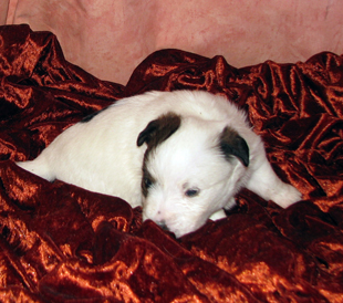 Jack Russell Terrier puppy