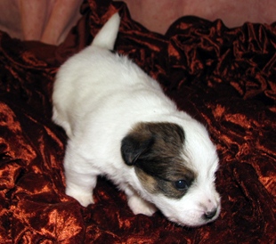 A puppy from the kennel Armonia Canina