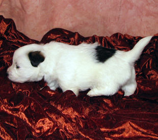 Jack Russell Terrier Welpe