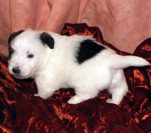 A puppy from the kennel Armonia Canina