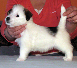 Jack Russell Terrier Welpe