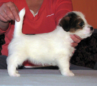 A puppy from the kennel Armonia Canina