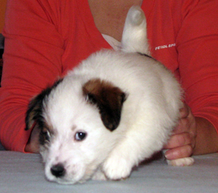 Jack Russell Terrier Welpe