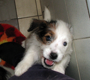 A puppy from the kennel Armonia Canina