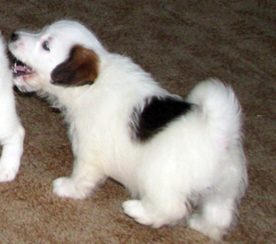 A puppy of Jack Russell Terrier