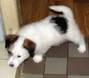 Ein Welpe von Jack Russell Terrier