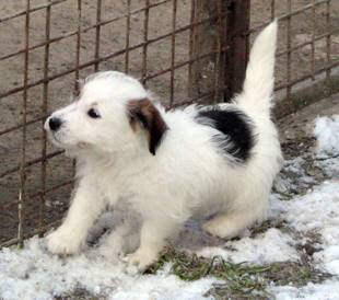 Kimo di Armonia Canina