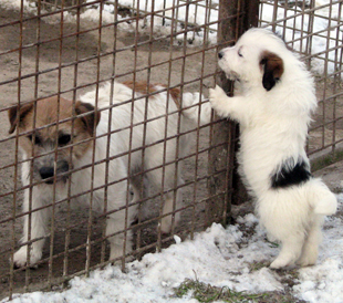 A puppy of Jack Russell Terrier