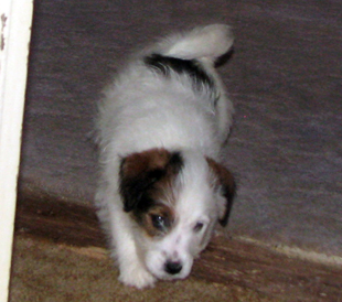 A puppy from the kennel Armonia Canina